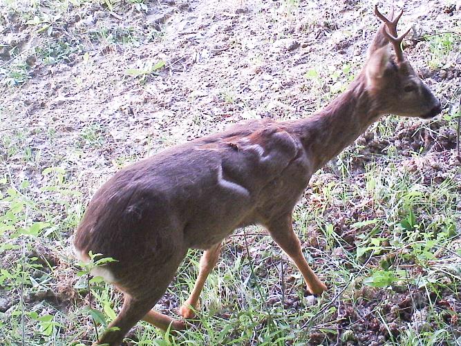 Mammiferi delle Colline dell''Oltrepo Pavese